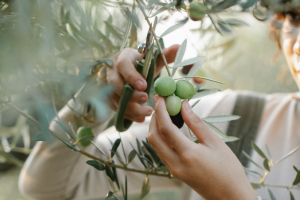 Olive Oil in Fermoselle: Tradition and Centenary Flavour.