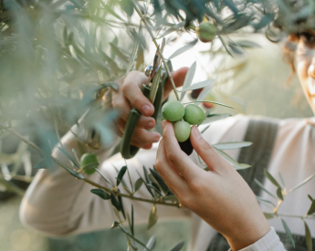 Olive Oil in Fermoselle: Tradition and Centenary Flavour.