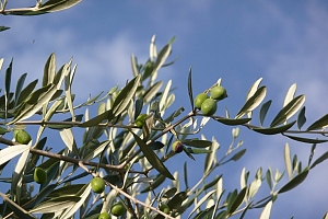 Douroliva
