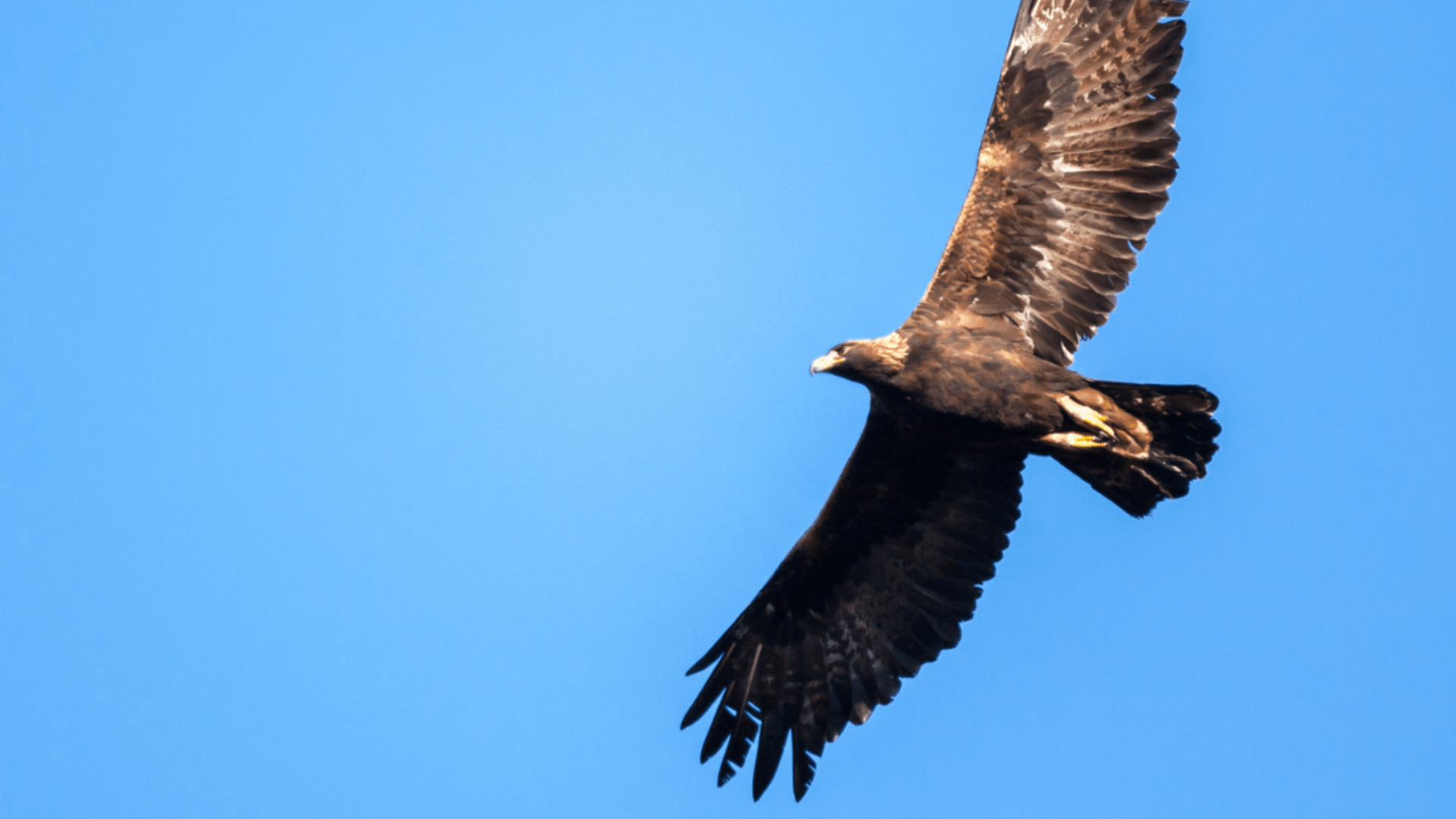 Aacuteguila real sobrevolando los Arribes del Duero