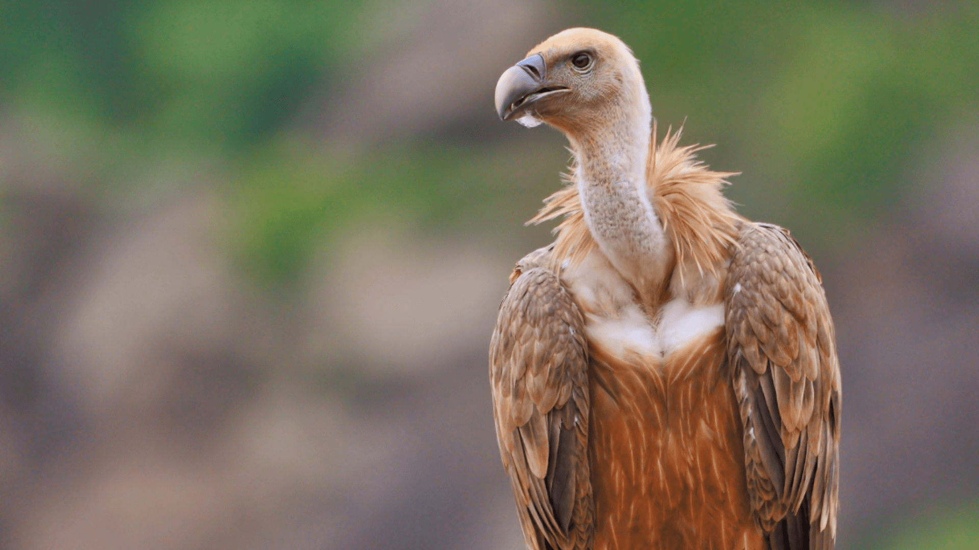Buitre leonado en los Arribes del Duero