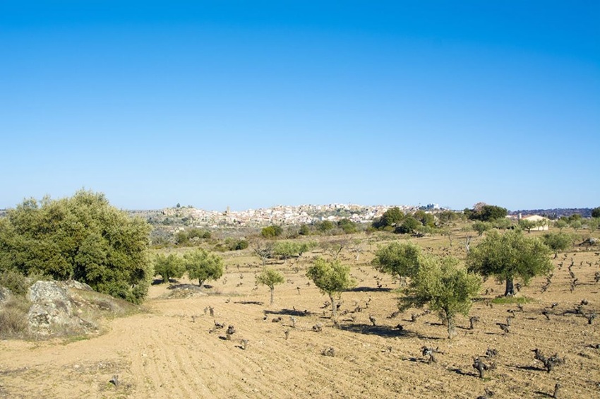 Olive groves in the Arribes del Duero